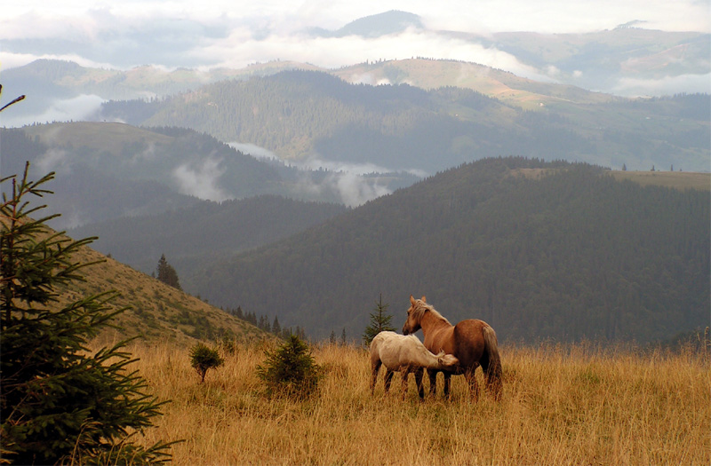 Czywczyn Mountains (Ukraine)